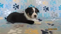 Zac, a male Pembroke Welsh Corgi and Toy Australian Shepherd for sale in Timpson, TX – 3 of 6