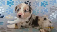 Prince, a male Pembroke Welsh Corgi and Toy Australian Shepherd for sale in Timpson, TX – 4 of 5