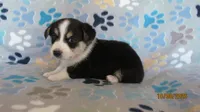 Mack, a male Pembroke Welsh Corgi and Toy Australian Shepherd for sale in Timpson, TX – 2 of 4
