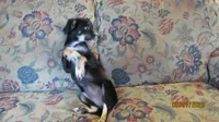 Lil Miss, a female Miniature Australian Shepherd and Toy Australian Shepherd for sale in Timpson, TX – 5 of 8