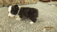 Brindle , a male Pembroke Welsh Corgi for sale in Timpson, TX – 4 of 6