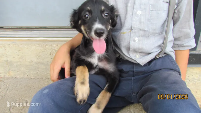 Lil Miss – Miniature Australian Shepherd, Toy Australian Shepherd puppy for sale in Timpson, TX