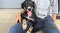 Lil Miss, a female Miniature Australian Shepherd and Toy Australian Shepherd for sale in Timpson, TX – 1 of 8