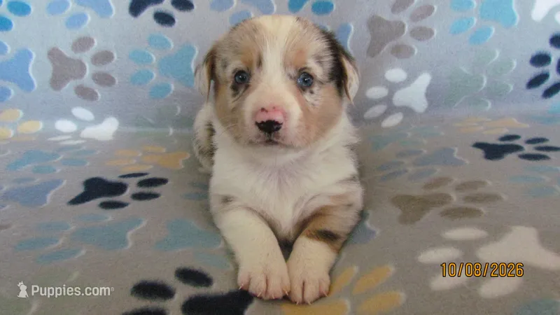 Prince – Pembroke Welsh Corgi, Toy Australian Shepherd puppy for sale in Timpson, TX