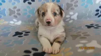 Prince, a male Pembroke Welsh Corgi and Toy Australian Shepherd for sale in Timpson, TX – 1 of 5