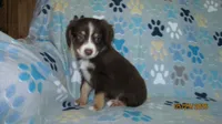 Junior, a male Miniature Australian Shepherd and Toy Australian Shepherd for sale in Timpson, TX – 4 of 6