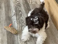 Waffle, a male Havanese for sale in Miami, OK – 4 of 10