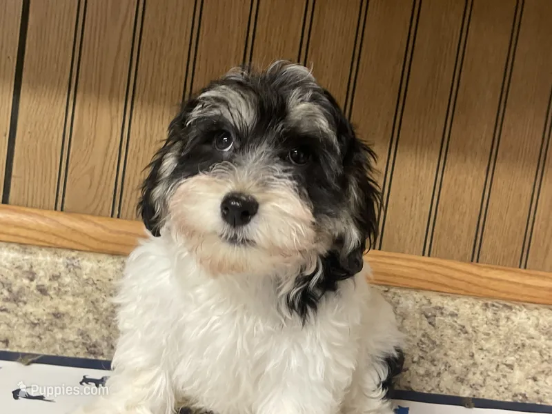 Oreo – Havanese puppy for sale in Miami, OK