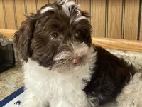 Waffle, a male Havanese for sale in Miami, OK – 7 of 10