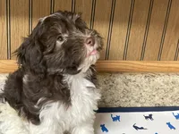 Coco, a male Havanese for sale in Miami, OK – 3 of 9