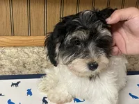 Oreo, a male Havanese for sale in Miami, OK – 5 of 10