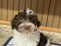 Waffle, a male Havanese for sale in Miami, OK – 6 of 10