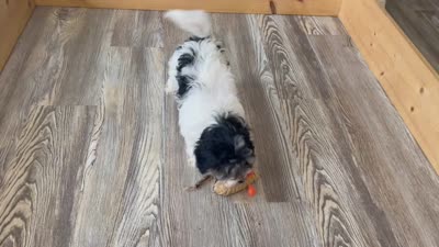 Oreo, a male Havanese for sale in Miami, OK – 10 of 10