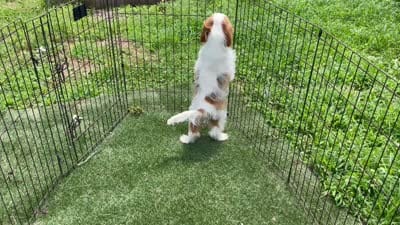 Baxter, a male Cavalier King Charles Spaniel for sale in Miami, OK – 10 of 10