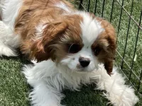 Mason, a male Cavalier King Charles Spaniel for sale in Miami, OK – 4 of 9