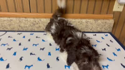 Coco, a male Havanese for sale in Miami, OK – 9 of 9