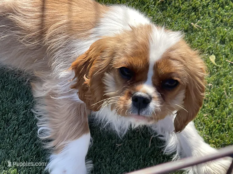Monica – Cavalier King Charles Spaniel puppy for sale in Miami, OK