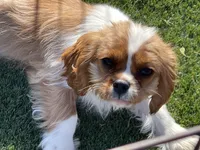 Monica, a female Cavalier King Charles Spaniel for sale in Miami, OK – Photo 1 of 8
