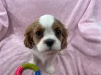 processed/375c28c1-0d6f-4f9c-9ff9-73a358e7af88/listing/34623fe8-94a3-41b6-aa29-089d5db793bf/0de4f12a-f4ff-4120-be83-2293b2e684c4