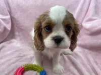 processed/375c28c1-0d6f-4f9c-9ff9-73a358e7af88/listing/34623fe8-94a3-41b6-aa29-089d5db793bf/0fd5fc40-d5ce-4f9f-9355-2c473af26d20