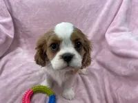 processed/375c28c1-0d6f-4f9c-9ff9-73a358e7af88/listing/34623fe8-94a3-41b6-aa29-089d5db793bf/1818ceee-ec79-4fe6-b122-b5d5c0507845