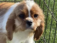 Monica, a female Cavalier King Charles Spaniel for sale in Miami, OK – Photo 4 of 8