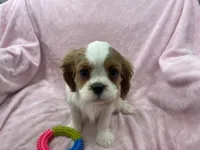 processed/375c28c1-0d6f-4f9c-9ff9-73a358e7af88/listing/34623fe8-94a3-41b6-aa29-089d5db793bf/3ef91677-a6a9-4c20-9664-9f1e01bc4613