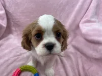 processed/375c28c1-0d6f-4f9c-9ff9-73a358e7af88/listing/34623fe8-94a3-41b6-aa29-089d5db793bf/40690c9f-5fb6-439a-b4e1-5da4f31660c2