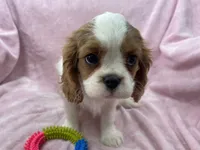 processed/375c28c1-0d6f-4f9c-9ff9-73a358e7af88/listing/34623fe8-94a3-41b6-aa29-089d5db793bf/441d0642-4942-4014-839c-499f88eb7d57