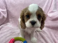 processed/375c28c1-0d6f-4f9c-9ff9-73a358e7af88/listing/34623fe8-94a3-41b6-aa29-089d5db793bf/503a61f6-5b57-4749-ab60-f4be5ae0f877