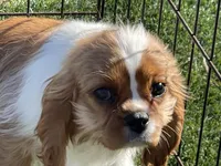 Monica, a female Cavalier King Charles Spaniel for sale in Miami, OK – Photo 3 of 8