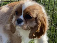 Monica, a female Cavalier King Charles Spaniel for sale in Miami, OK – Photo 2 of 8