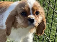 Monica, a female Cavalier King Charles Spaniel for sale in Miami, OK – Photo 7 of 8
