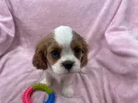 processed/375c28c1-0d6f-4f9c-9ff9-73a358e7af88/listing/34623fe8-94a3-41b6-aa29-089d5db793bf/b1f2858f-4915-4802-a167-84aa4a514118