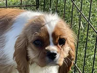 Monica, a female Cavalier King Charles Spaniel for sale in Miami, OK – Photo 5 of 8
