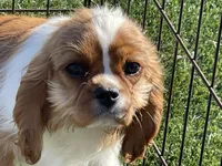 Monica, a female Cavalier King Charles Spaniel for sale in Miami, OK – Photo 6 of 8