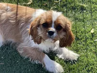 Monica, a female Cavalier King Charles Spaniel for sale in Miami, OK – Photo 8 of 8