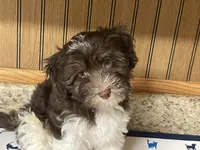 Coco, a male Havanese for sale in Miami, OK – 7 of 9