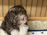 Coco, a male Havanese for sale in Miami, OK – 5 of 9