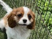 Clint, a male Cavalier King Charles Spaniel for sale in Miami, OK – 6 of 10