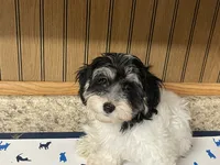 Oreo, a male Havanese for sale in Miami, OK – 6 of 10