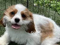 Baxter, a male Cavalier King Charles Spaniel for sale in Miami, OK – 3 of 10