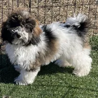 Layla, a female Havapoo for sale in Miami, OK – Photo 10 of 10