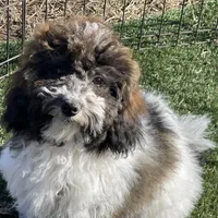 Layla, a female Havapoo for sale in Miami, OK – Photo 5 of 10