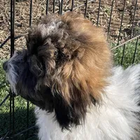 Layla, a female Havapoo for sale in Miami, OK – Photo 2 of 10