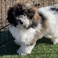 Layla, a female Havapoo for sale in Miami, OK – Photo 4 of 10