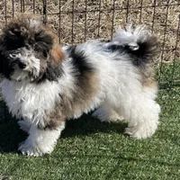 Layla, a female Havapoo for sale in Miami, OK – Photo 3 of 10