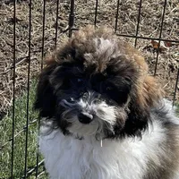 Layla, a female Havapoo for sale in Miami, OK – Photo 8 of 10