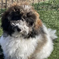 Layla, a female Havapoo for sale in Miami, OK – Photo 1 of 10