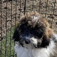 Layla, a female Havapoo for sale in Miami, OK – Photo 6 of 10